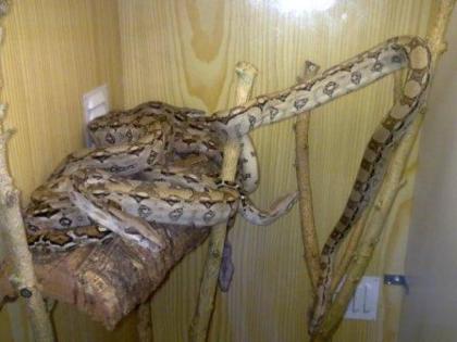 Boa Constrictor Imperator eigene NZ 2021 abzugeben