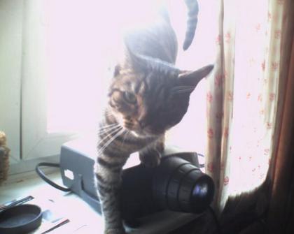 Meine Katze Ming sucht ein neues zuhause .
