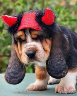 Entzückende Basset Hound Welpen