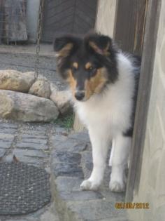 Colliewelpen m. Pap.