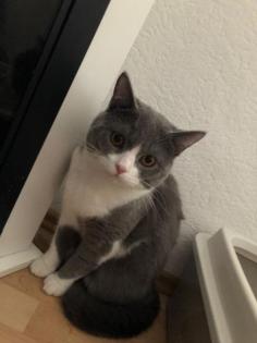 Deckkater in Blue Weiß