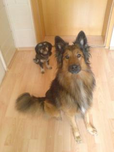 Mischlingshund Billy sucht ein neues zu Hause