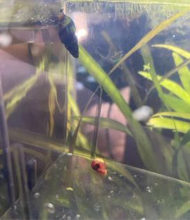 Clea Helena Raubschnecke