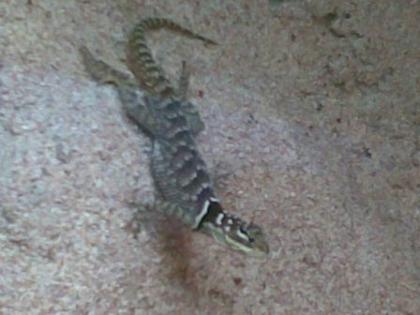 Blauer Stachelleguan Sceloporus cyanogenys