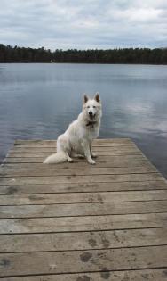 Weisser Schweizer Schäferhund Deckrüde