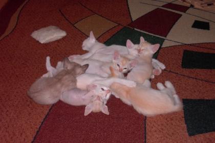 Burma Katzen