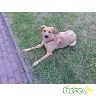 Susi Rhodesian Ridgeback-DSH-Mix sucht dringend neues zuhause