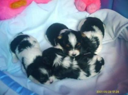 Bieweryorkshire a la Pom Pon