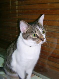 Jungkatze 18. Mon sucht Dich