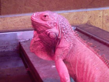 Leguan Pärchen in Liebevolle Hände abzugeben