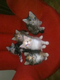 Maine Coon Babys reinrassig o. P.