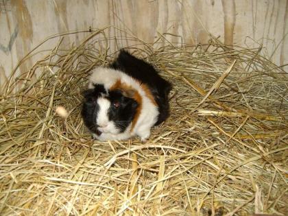Meerschweinchenpaar zu verschenken kastriert