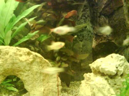 Platys Guppys anzugeben. viele FISCHE abzugeben