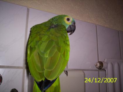 Suche Blaustirnamazonen Weibchen