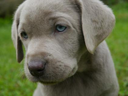 Labradorwelpen silber