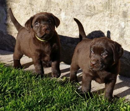 Labrador Welpen in verschiedenen Farben abzugeben