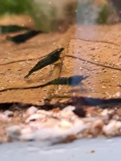 Neocaridina davidi Dark GreenJade Süßwasser Garnelen