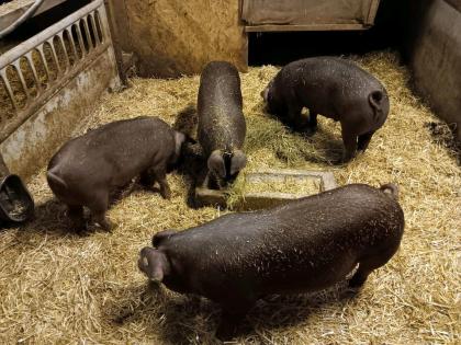 Duroc Schlachtschweine zu verkaufen