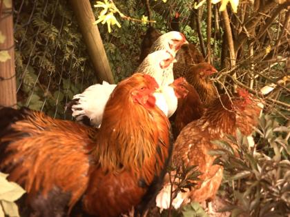 Brahma Hahn und Normale Hühner zu verkaufen