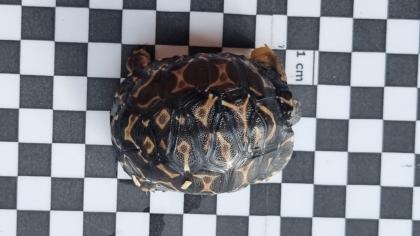 2 Strahlenschildkröten, Astrochelys Radiata NZ 23 Weibchen Je 490, -