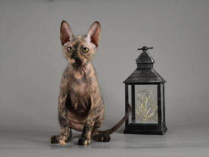 Sphynx Don Kitten mit 2G - Abgabebereit Reinrassige mit Tasthaare