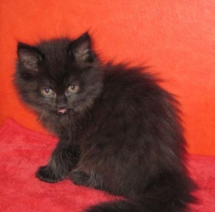 Maine Coon/Perser Mix Kitten