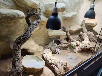 Bartagame m mit großem Terrarium, Quarantäneterrarium inkl. Beleuchtung und viel Zubehör