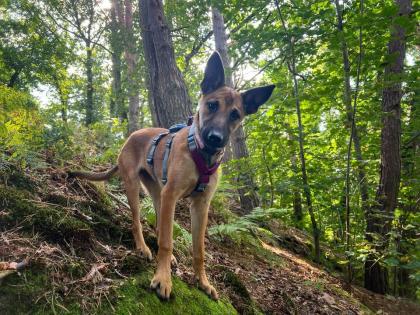 Traumzuhause für Malinois-Mischlingshündin 5 Monate gesucht