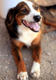 Odysseas wurde von den anderen Hunden verjagt