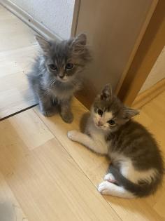 Perser-Maine Coon Mix