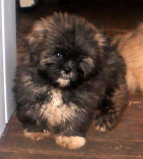 Kleine Apso Wuschel