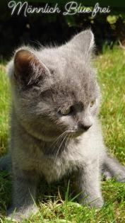 Bkh Kitten Geschwisterpäärchen suchen zusammen ein libes Nest