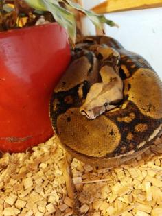 Verkaufe Boa Imperator Männchen Terrarium