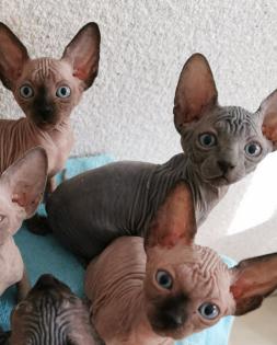 Zuckersüße KanadiaSphynx Kitten