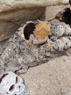 Bartagame m mit großem Terrarium, Quarantäneterrarium inkl. Beleuchtung und viel Zubehör
