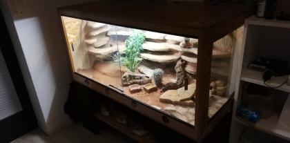 2 Leopardgecko Damen mit Terrarium