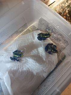 Dendrobates tinctorius nominat 0. 3