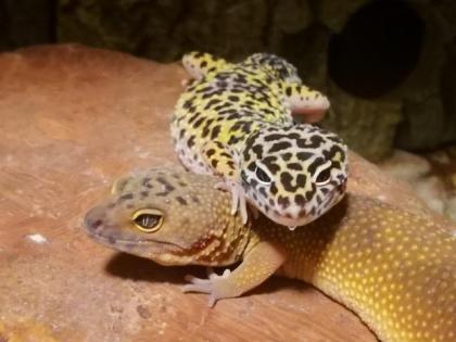 4 Leopardgeckodamen mit 2 Terrarien