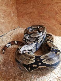 Dringend 1. 0 Boa Constrictor Constrictor Surinam