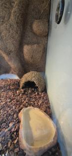 Leopardengecko in Terrarium inkl. üppigen Zubehör