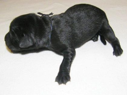 HURRA, unsere 9 superschönen Labrador-Welpen sind da