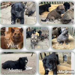 Welpen Bordercollie x Harzer Fuchs