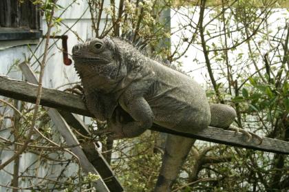 Griechische Landschildkröten, Thb. un Thh. kleinbleibende Unterart aus dem westlichen Mittelmee