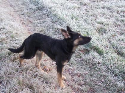 Schäferhund Rex