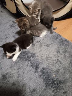 5 Katzenbabys zu verkaufen