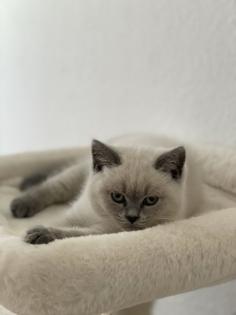 BKH British Kurzhaar reinrassig Blue Point Lilac Point
