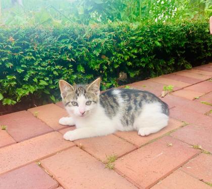 Kitten, Katzenbabys, Hofkatzen
