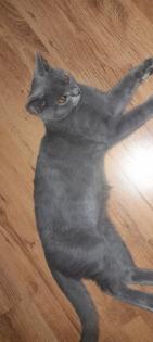 Britisch kurzhaar beby kitten 4 monate