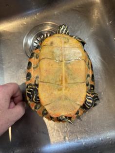 Wasserschildkröte Pseudemys Nelsoni