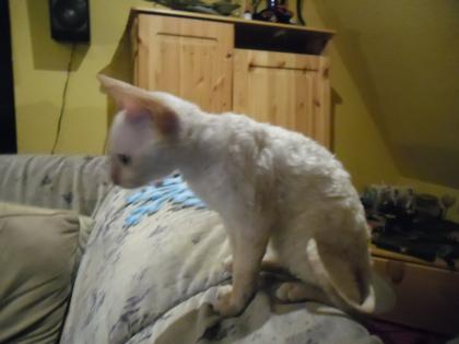 Cornish Rex lockenkatze-siammix für allergiker geeignet